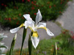 Iris-sibirica-Weiss