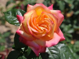 2015-6-Rose