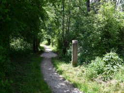 Wanderweg-Aarberg-Lyss-alte-Aare-27-1