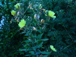 2016-Oenothera-Nachtkerzen-26