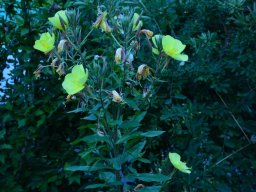 2016-Oenothera-Nachtkerzen-28