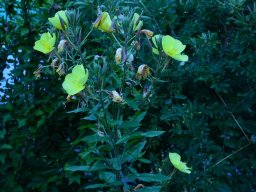 2016-Oenothera-Nachtkerzen-31