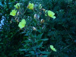 2016-Oenothera-Nachtkerzen-34