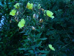 2016-Oenothera-Nachtkerzen-35