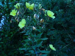 2016-Oenothera-Nachtkerzen-37