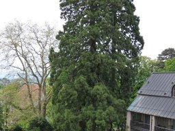 2013-Sequoiadendron-giganteum