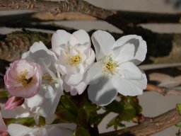 Prunus-serrulata-Amanogawa