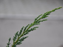 Juniperus-chinensis-Blaauw