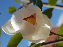 Magnolia-sieboldii-Bluete
