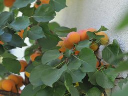 Prunus-persica-Frucht