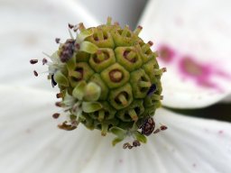 cornus-kousa-bluete-2