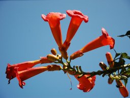 Campsis-radicans