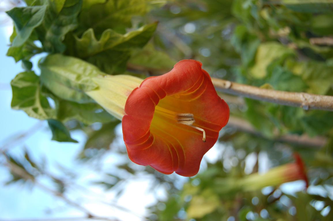 Datura suaveolens