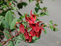 Erythrina-crista-galli