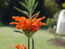 Leonotis-leonurus