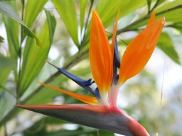 Strelitzia-reginae