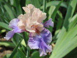 2011-Iris-1