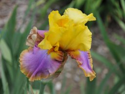 2011-Iris-18