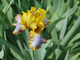 2011-Iris-2