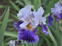 2011-Iris-26