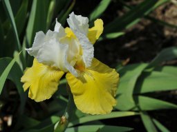 2011-Iris-3