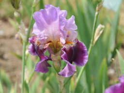 2011-Iris-31