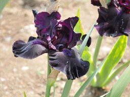2011-Iris-65