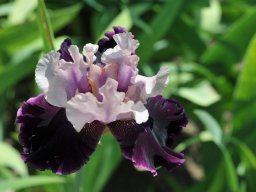 2015-Iris-10