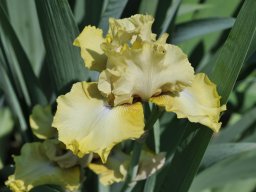 2015-Iris-11