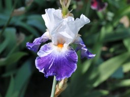 2015-Iris-18