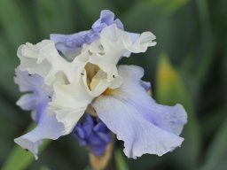 2015-Iris-2