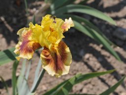 2015-Iris-20