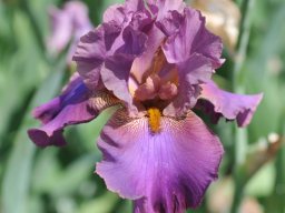 2015-Iris-22