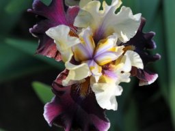 2015-Iris-23