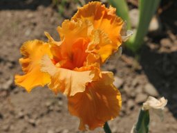 2015-Iris-24