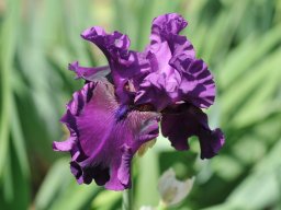 2015-Iris-5