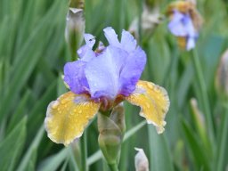 2018-Iris-Vullierans-10