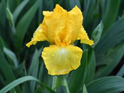 2018-Iris-Vullierans-11