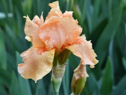 2018-Iris-Vullierans-14