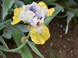 2018-Iris-Vullierans-15