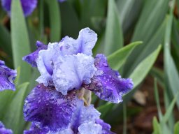 2018-Iris-Vullierans-16