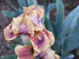 2018-Iris-Vullierans-18