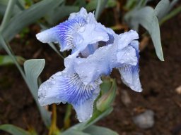 2018-Iris-Vullierans-20