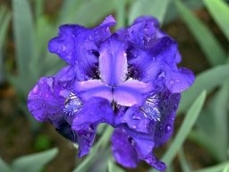 2018-Iris-Vullierans-21