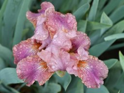 2018-Iris-Vullierans-22