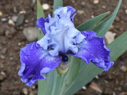 2018-Iris-Vullierans-25