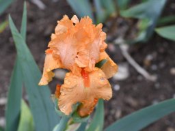 2018-Iris-Vullierans-27