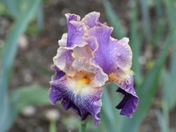 2018-Iris-Vullierans-28