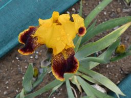 2018-Iris-Vullierans-29