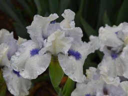 2018-Iris-Vullierans-3